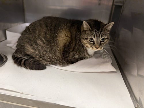 LINDSAY - Domestic Short Hair available for adoption