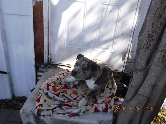 CHAPO - Catahoula Leopard Dog available for adoption
