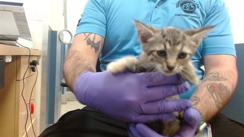 SEREENA - Domestic Short Hair available for adoption