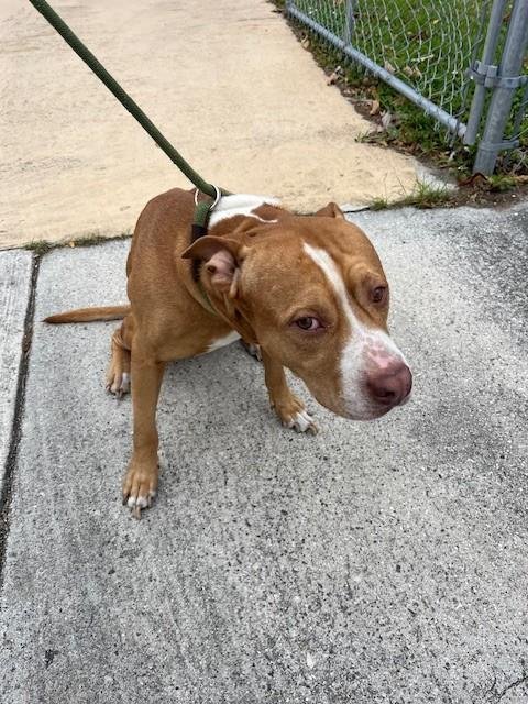 CHARLES - American Pit Bull Terrier available for adoption