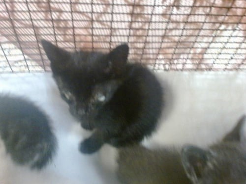 QUINN - Domestic Short Hair available for adoption