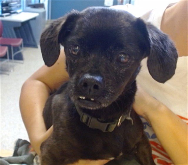 WILLIAM - Shih Tzu available for adoption