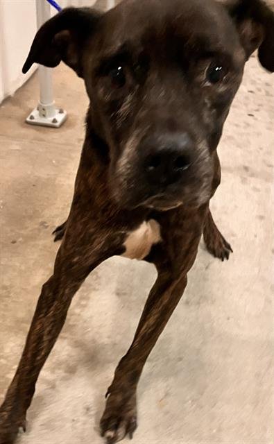 SNOOPY - Mastiff available for adoption
