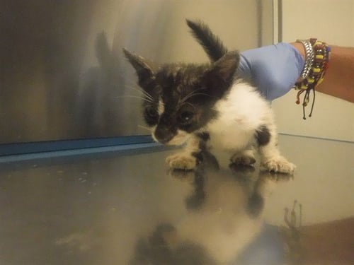 YARDY - Domestic Short Hair for adoption in Hialeah