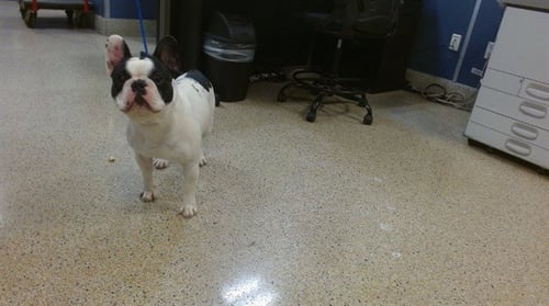 CHARLIE - French Bulldog available for adoption