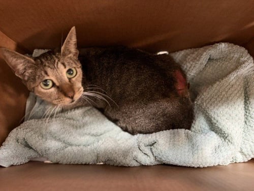 QUEEN - Domestic Short Hair available for adoption