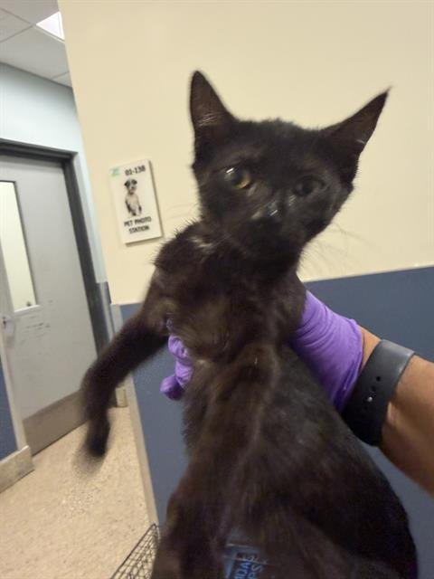 SPRINKLES - Domestic Short Hair available for adoption