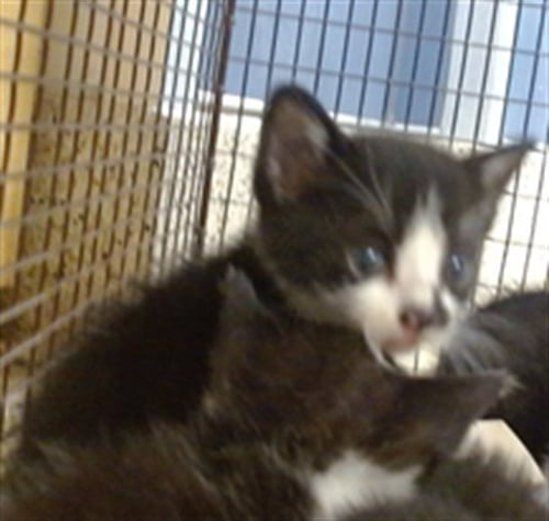 CAT 4
