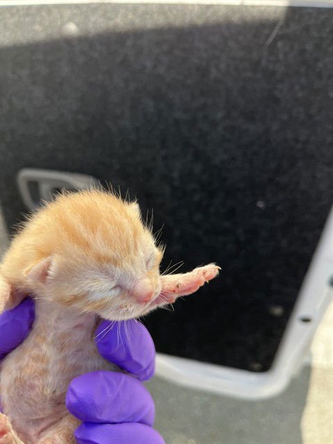 SUSHI - Domestic Long Hair available for adoption