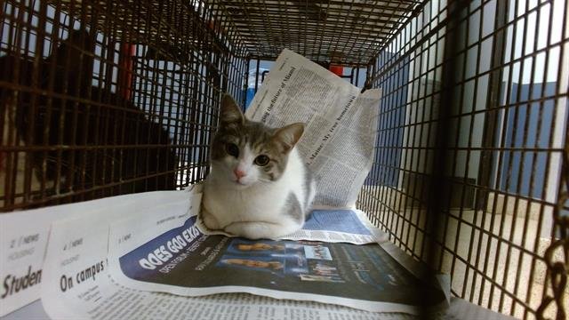 TRACEY - Domestic Short Hair available for adoption