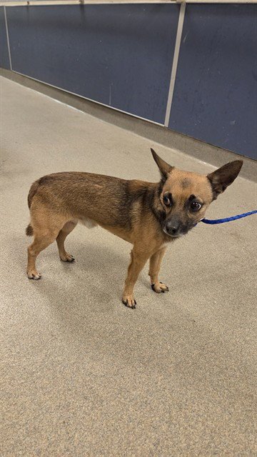 CHICO - Chihuahua available for adoption