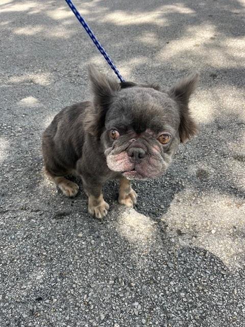 BAILEY Image