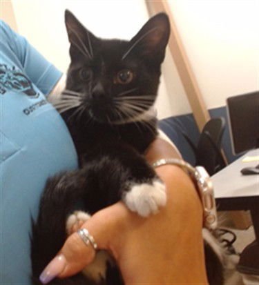 BEAN - Domestic Short Hair available for adoption