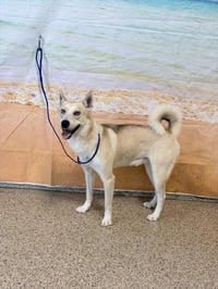 KIBA - Photo 1