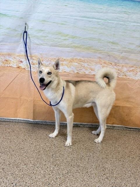 KIBA - Siberian Husky available for adoption