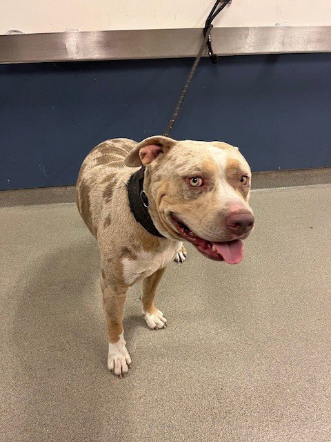 SPIKE - American Bulldog available for adoption