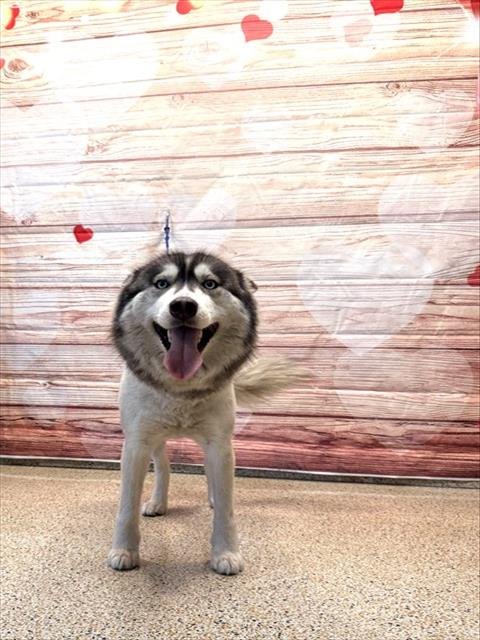 TITA - Siberian Husky available for adoption