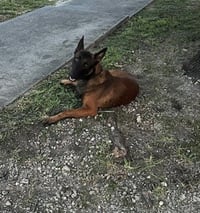 DUKE - Photo 1