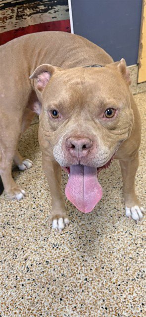 AMOS - American Bulldog available for adoption