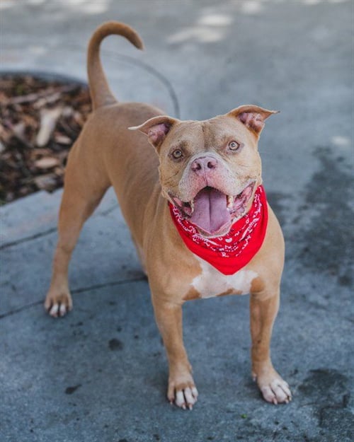 AMOS - American Bulldog available for adoption