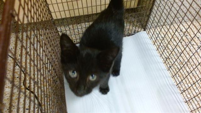 BASKET - Domestic Short Hair available for adoption