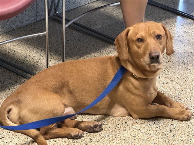 SNICKERDOODLE - Dachshund available for adoption