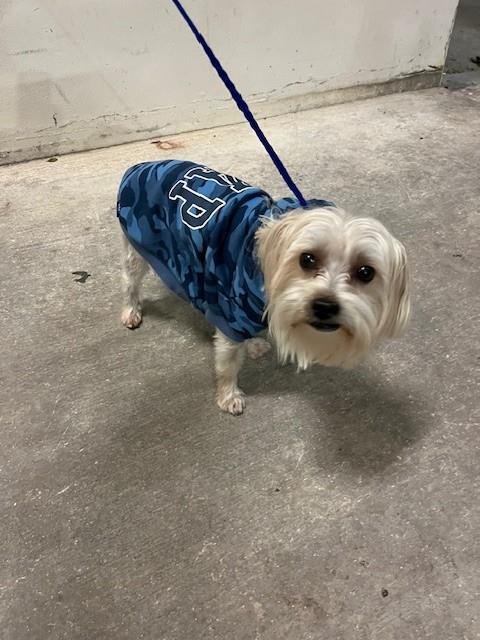 CHIPPY - Yorkshire Terrier Yorkie available for adoption