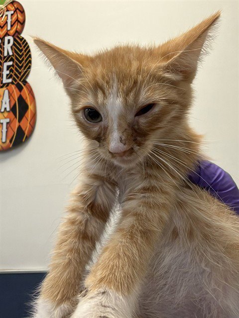 CAT 4 - Domestic Short Hair available for adoption