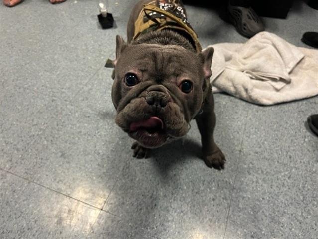 URANUS - French Bulldog available for adoption