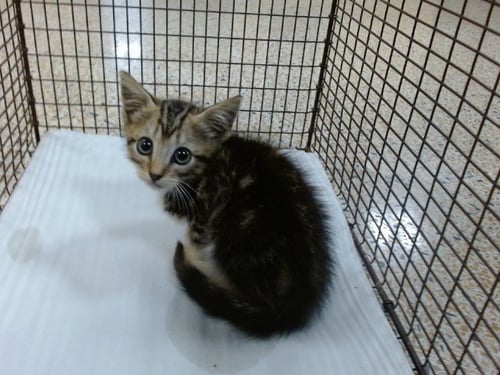 A2821123 - Domestic Short Hair available for adoption