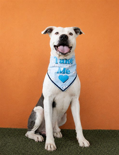 OCEAN - American Pit Bull Terrier available for adoption
