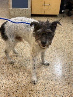 SCRUFFY - Miniature Schnauzer available for adoption