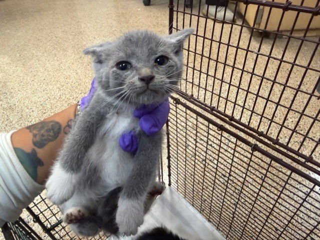 ARYA - Domestic Short Hair available for adoption