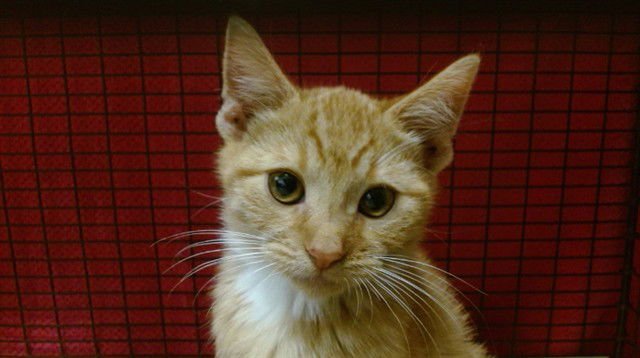 BILL - Domestic Short Hair available for adoption