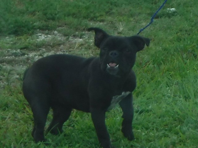 MOCHA Image
