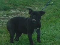 MOCHA - Photo 1