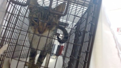 NORMAN - Domestic Short Hair available for adoption