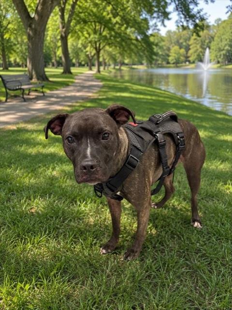 PACO - American Staffordshire Terrier available for adoption