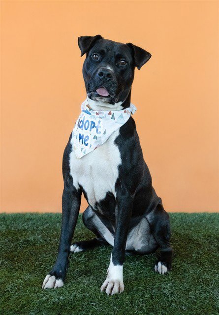 DUKE - Labrador Retriever for adoption in Hialeah