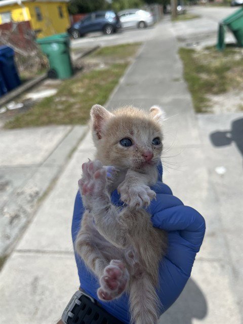 STAR - Domestic Long Hair available for adoption