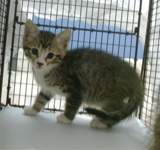 KRISSY - Domestic Short Hair available for adoption
