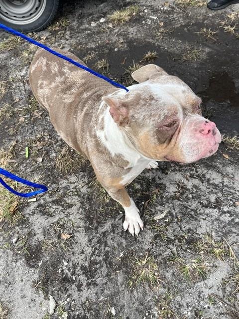 TROY - Bulldog available for adoption