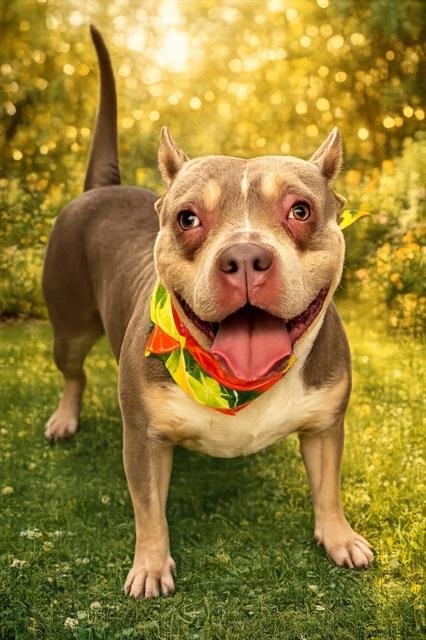 ATHENA - Bulldog available for adoption