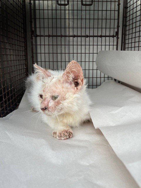 JITTY - Domestic Short Hair available for adoption
