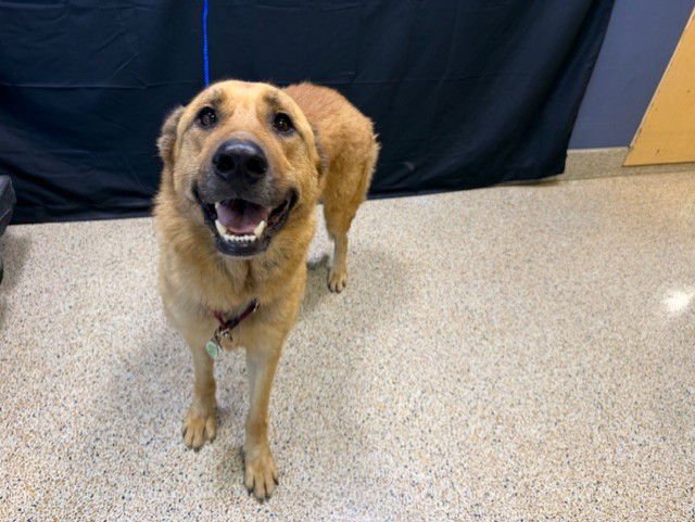 SIMBA - German Shepherd Dog available for adoption