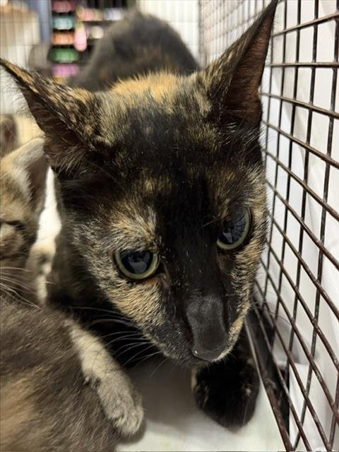 ZIVA - Domestic Short Hair available for adoption