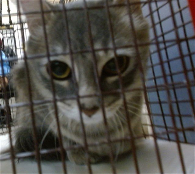 TRIXIE - Domestic Short Hair available for adoption