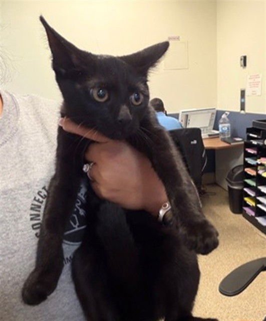 TULY - Domestic Short Hair available for adoption