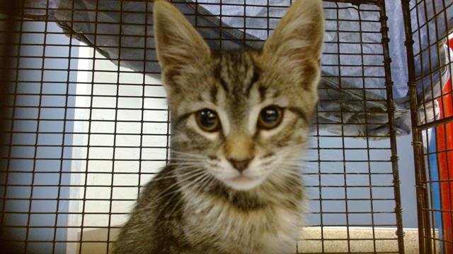BOBBI - Domestic Short Hair available for adoption