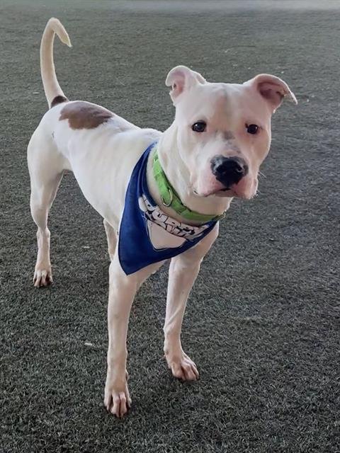 COPITO - American Bulldog available for adoption